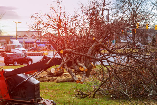 Best Fruit Tree Pruning  in Treasure Island, FL