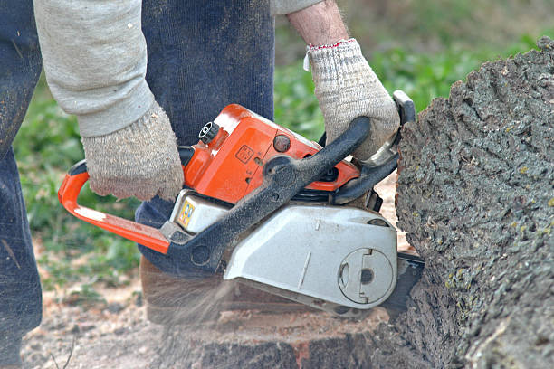 Best Tree Trimming and Pruning  in Treasure Island, FL